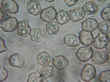 Nolanea obscurata image