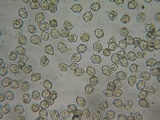 Nolanea obscurata image