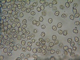 Nolanea obscurata image
