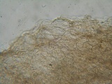 Nolanea obscurata image