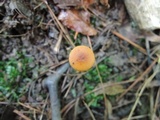 Rhizomarasmius pyrrhocephalus image