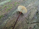 Rhizomarasmius pyrrhocephalus image