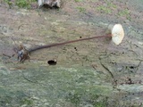 Rhizomarasmius pyrrhocephalus image