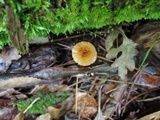 Rhizomarasmius pyrrhocephalus image