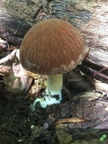 Psathyrella delineata image