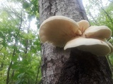 Pleurotus populinus image