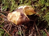 Phylloporus rhodoxanthus image