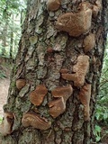 Phellinus chrysoloma image