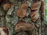 Phellinus chrysoloma image