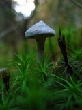 Cantharellula umbonata image