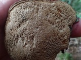 Phellinus chrysoloma image