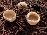 Tarzetta cupularis image