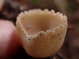 Tarzetta cupularis image