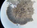 Tarzetta cupularis image