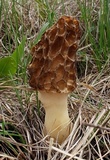 Morchella americana image
