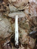 Megacollybia rodmanii image