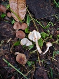 Lepiota besseyi image