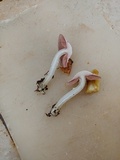 Agaricus argyropotamicus image