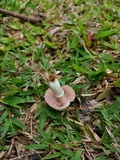 Agaricus argyropotamicus image