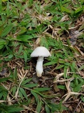 Agaricus argyropotamicus image