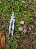 Agaricus argyropotamicus image