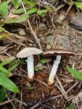 Agaricus argyropotamicus image