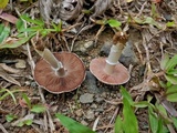 Agaricus argyropotamicus image