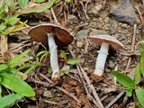 Agaricus argyropotamicus image