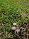 Agaricus argyropotamicus image