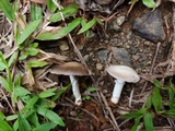 Agaricus argyropotamicus image