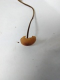 Rhizomarasmius pyrrhocephalus image