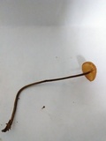 Rhizomarasmius pyrrhocephalus image