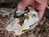 Trametes gibbosa image