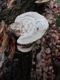 Trametes gibbosa image