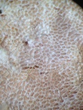 Trametes gibbosa image