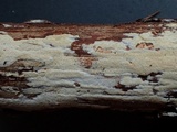 Schizopora paradoxa image