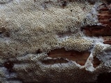 Schizopora paradoxa image