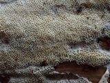 Schizopora paradoxa image
