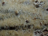 Schizopora paradoxa image