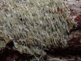 Schizopora paradoxa image