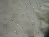 Schizopora paradoxa image
