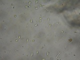 Schizopora paradoxa image