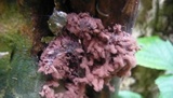 Arcyria denudata image