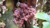 Arcyria denudata image