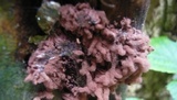 Arcyria denudata image