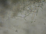 Schizopora paradoxa image