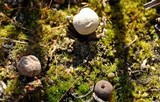 Bovista limosa image