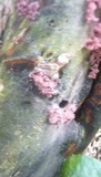 Arcyria denudata image