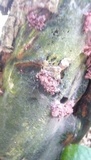 Arcyria denudata image