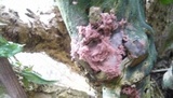 Arcyria denudata image